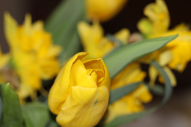 żółty tulipan